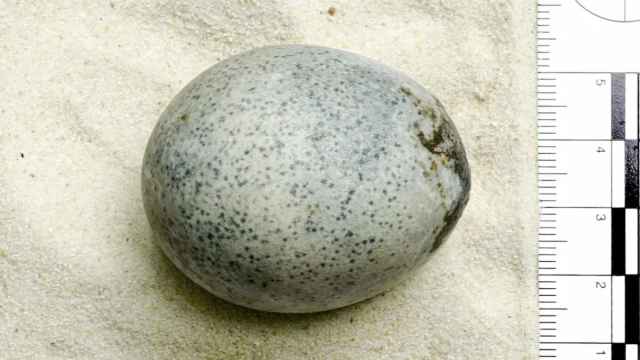 Fotografía del huevo que ha sido escaneado