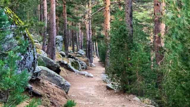 Conoce cuál es el sendero más bonito de Madrid: camina por un paisaje impresionante rodeado de bosques de pinos