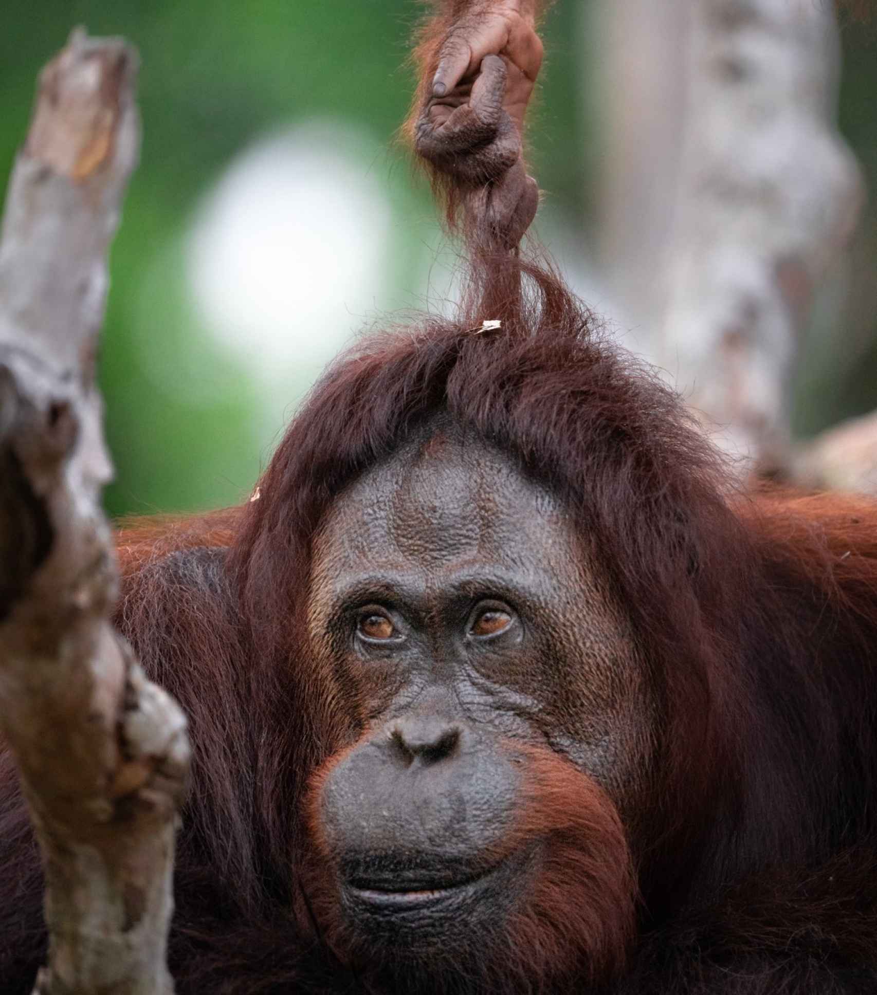 La expresión universal en el rostro de una madre orangután cuya cría ha descubierto la diversión de tirarle del pelo.
