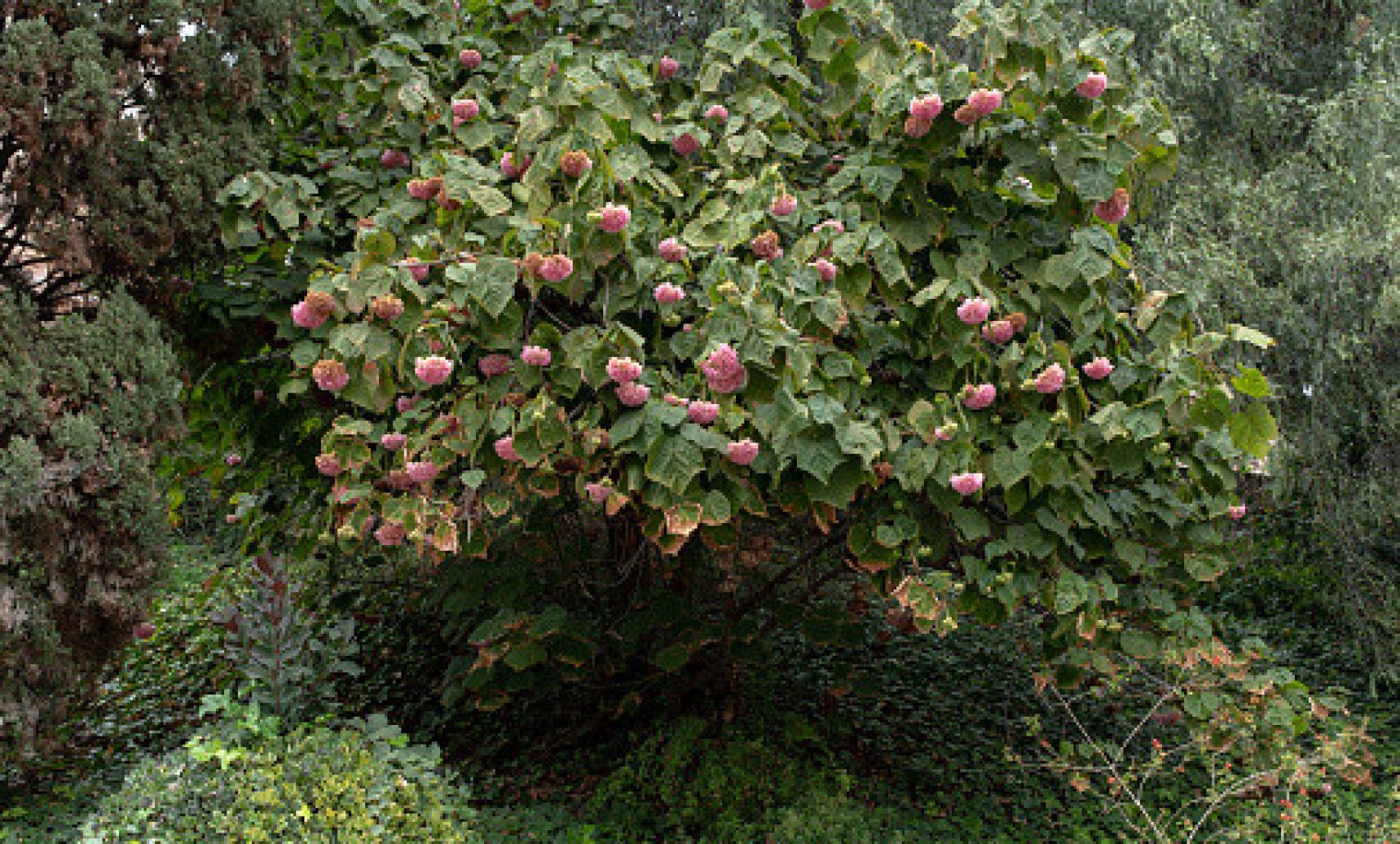 Imagen del árbol de la Dombeya.