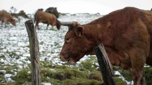 Varias vacas pastan en la Sierra do Xistral, a 23 de febrero de 2023, en Abadín, Lugo.