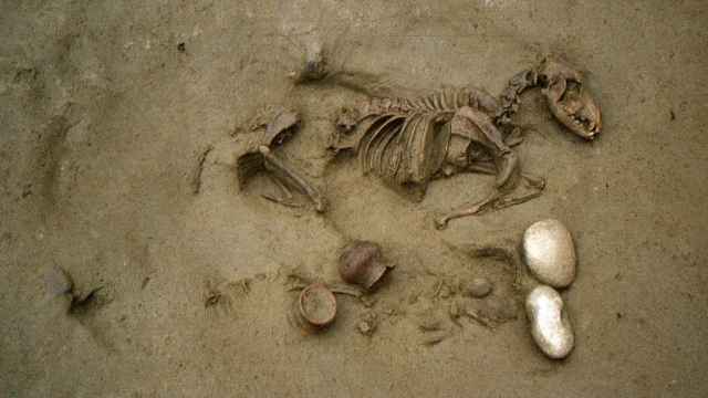 Imagen de un enterramiento hallado en la necrópolis prerromana de Verona con los restos de un perro y un individuo perinatal.