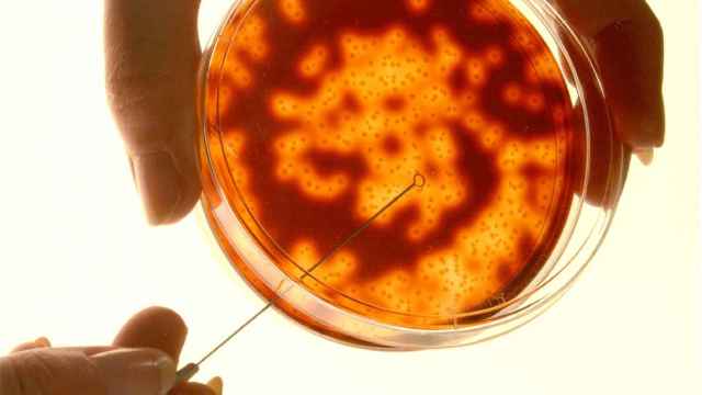 Bacteria cultivada en una placa de Petri. Courtesy of Pacific Northwest National Laboratory