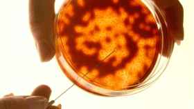 Bacteria cultivada en una placa de Petri. Courtesy of Pacific Northwest National Laboratory