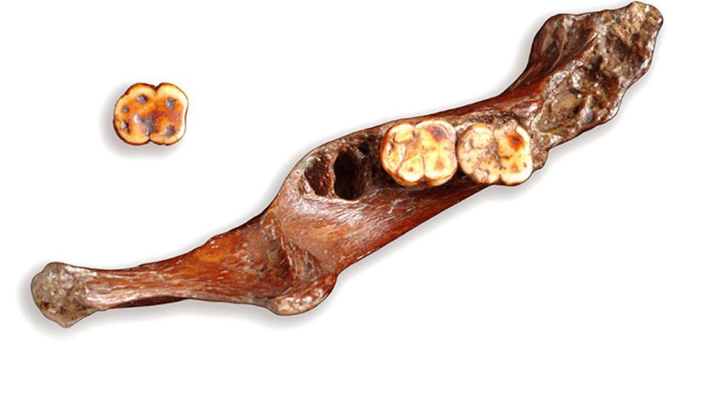 Restos de la mandíbula en la actualidad