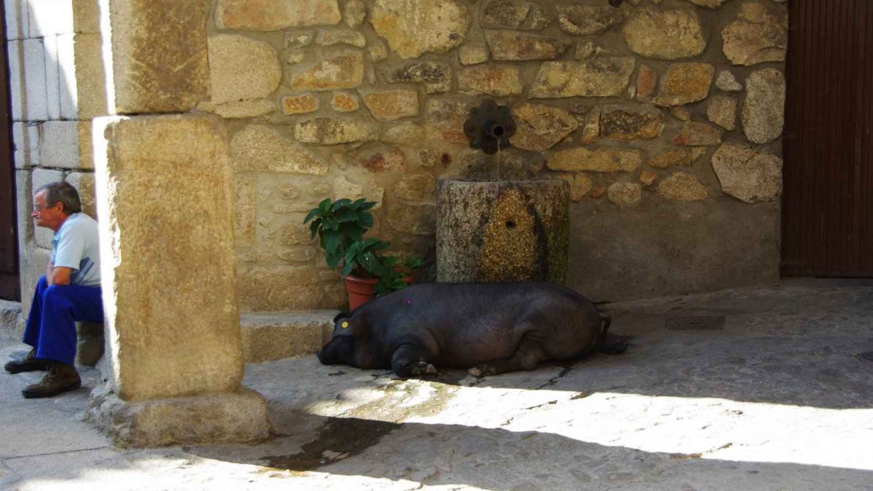 El Cerdo de San Antón, una tradición milinearia en Mogarraz
