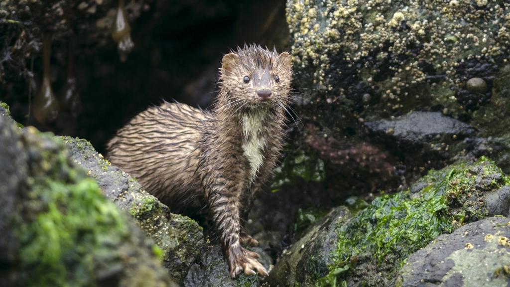 Imagen de un visón americano.