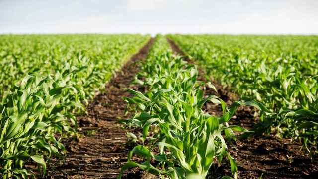 La sustitución de fertilizantes y abonos químicos por otros de origen natural y biológico no tiene vuelta atrás.