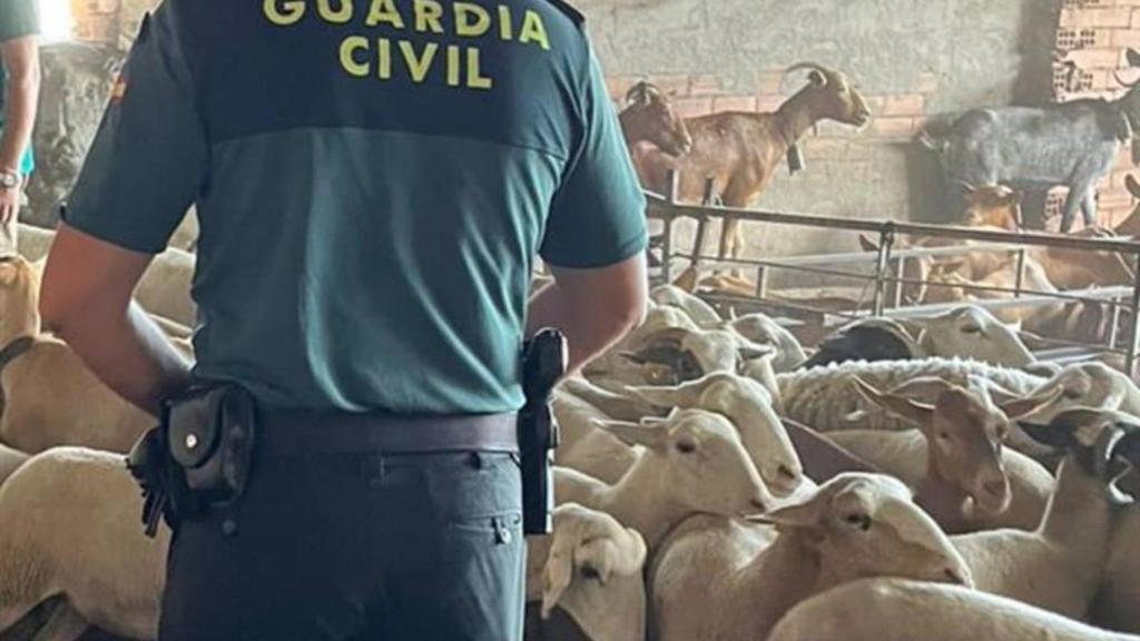 Agente de la Guardia Civil en la operación 'Aries'.