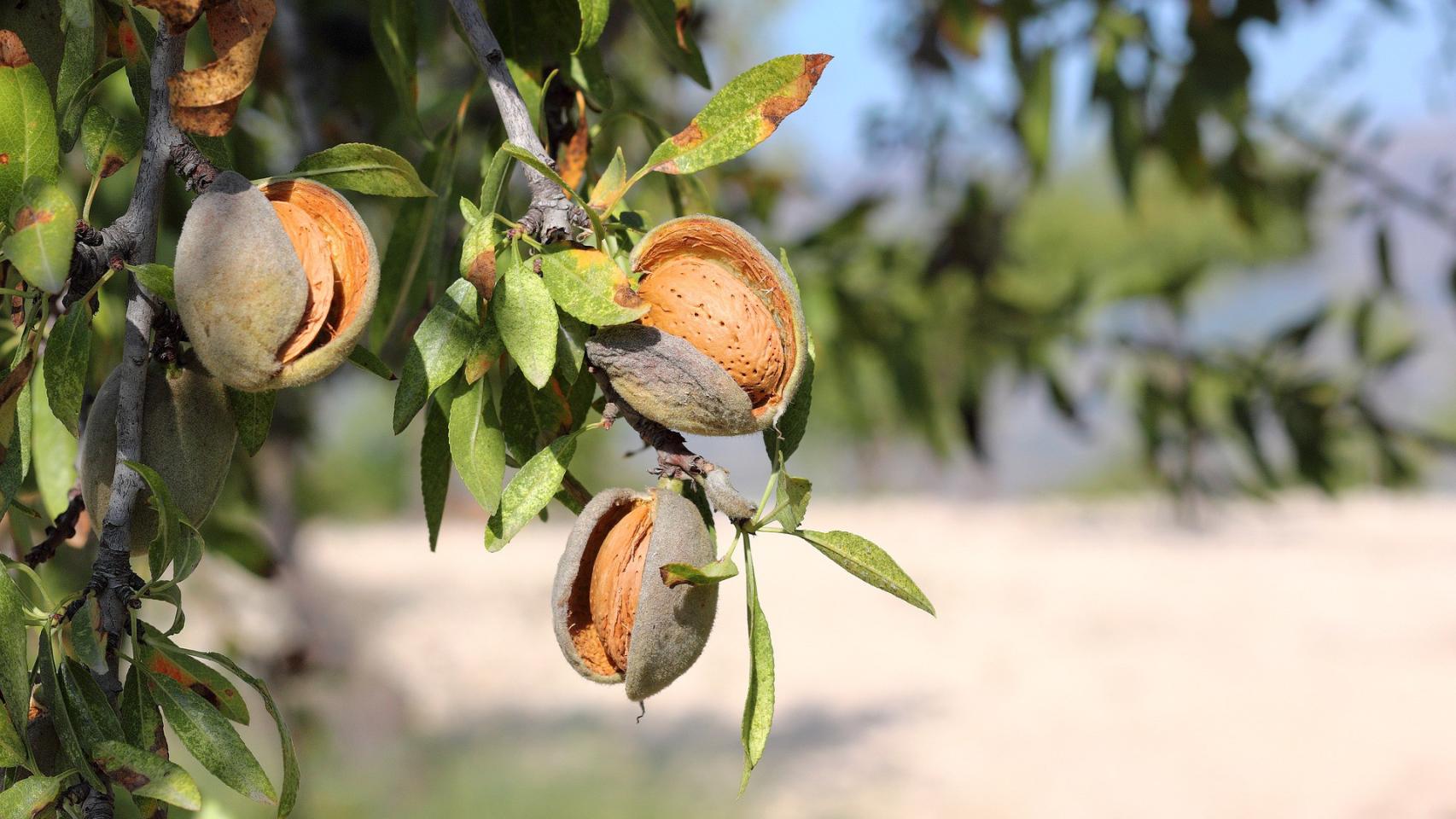 El fruto del un almendro de secano en una imagen difundida por COAG.