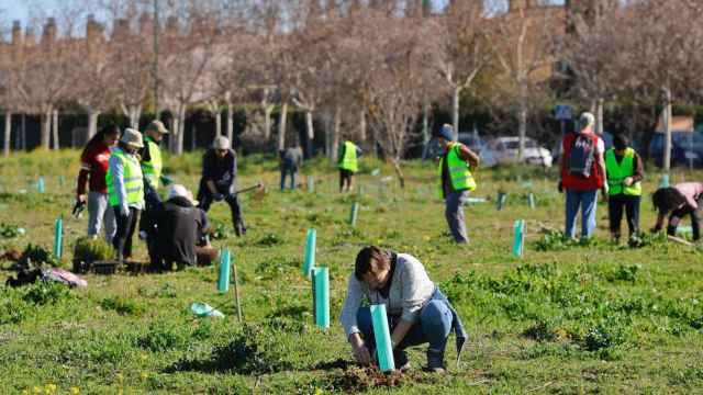 Los voluntarios plantan los árboles