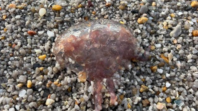 Medusa en la playa del Orzán.