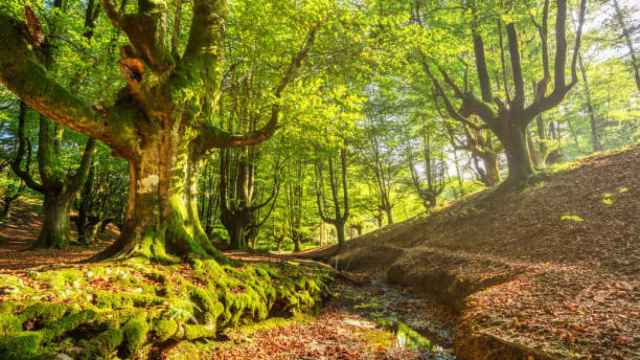 Imagen del bosque de hayas del Parque Ncional de Gorbea en Otzarreta en España