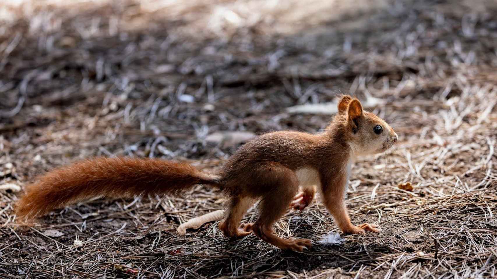 Las ardillas son animales con los cuales te puedes encontrar con mucha facilidad en el parque Reina Sofía.