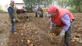 Un agricultor en una finca de patatas en el municipio palentino de Ventosa de Pisuerga.