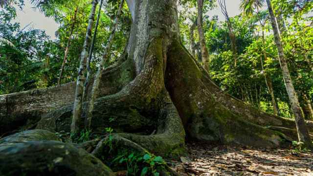 Árbol milenario y gigante de la selva peruana.