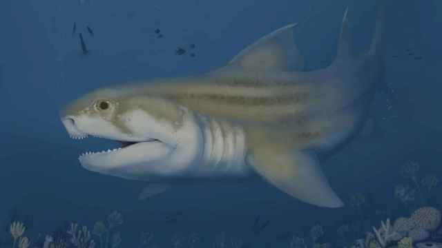 Reconstrucción del aspecto que podría tener una de las nuevas especies de tiburón halladas en Estados Unidos