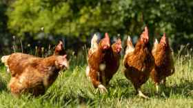 Pollos de corral de corral en una granja rural, Alemania. Recuperado de iStock