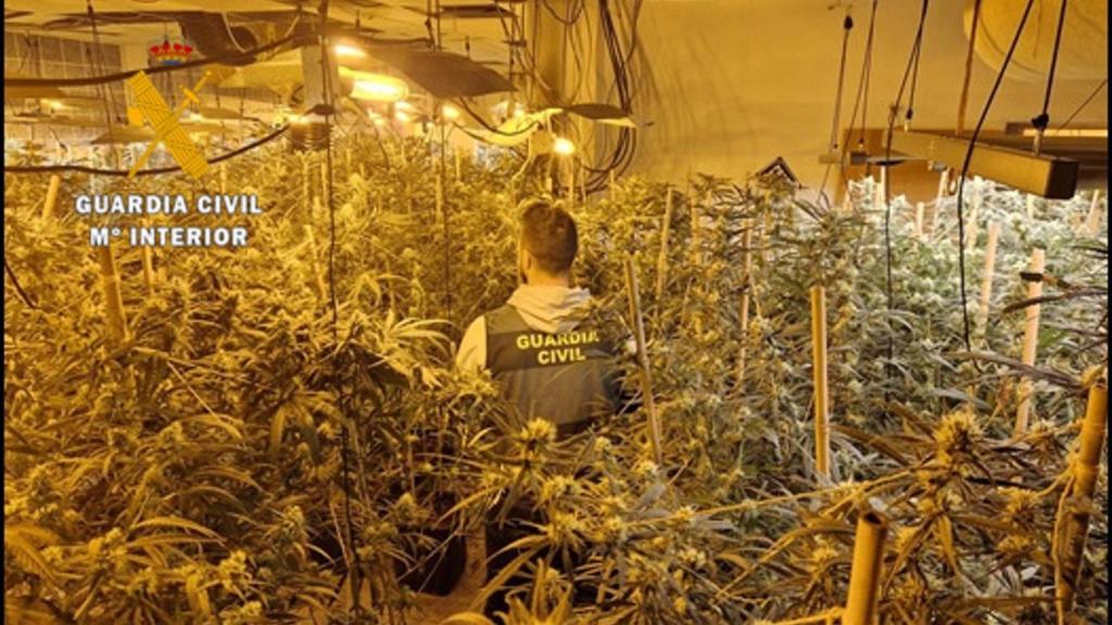 Una imagen de los cultivos.