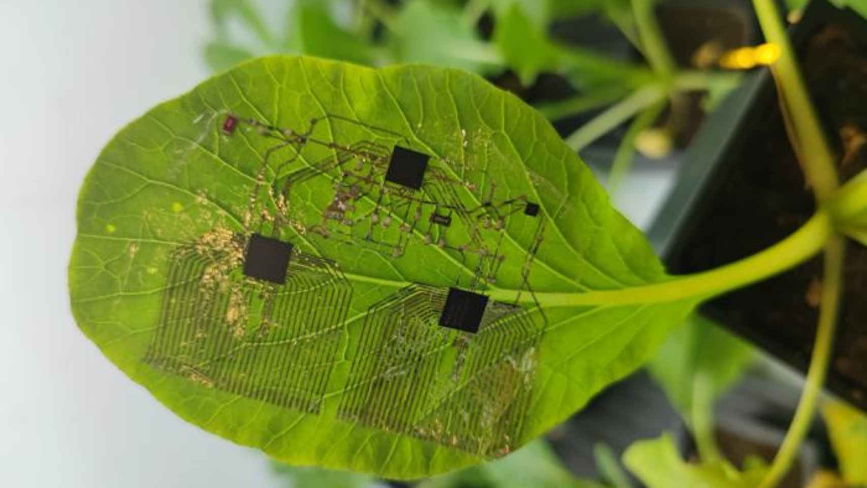 Electrónica blanda para monitorear la salud de las plantas