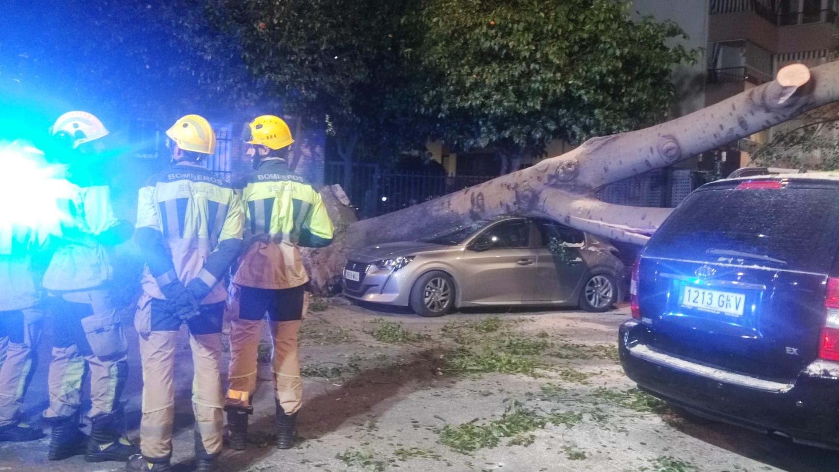 El coche con el árbol que se ha caído.