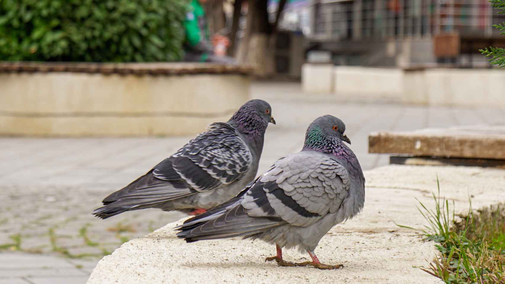 Imagen de unas palomas en la calle.