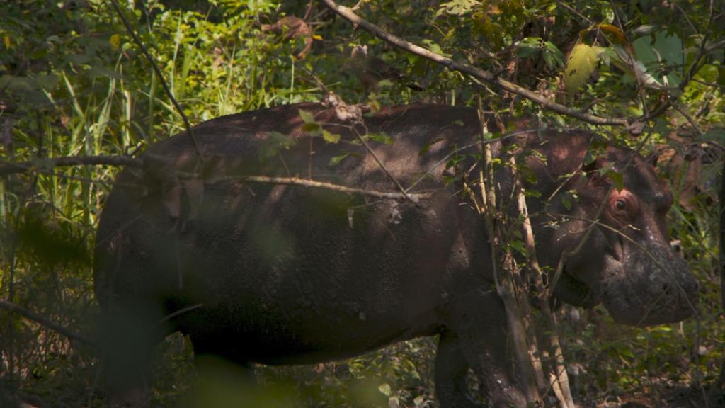 Fotograma de la película 'Pepe'.