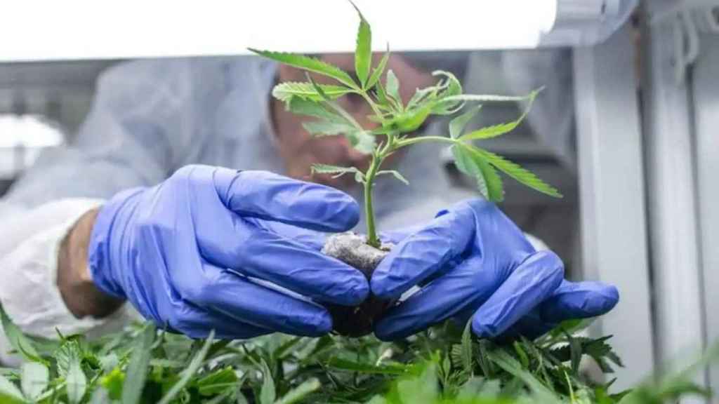 La futura norma permitirá el uso estandarizado de derivados del cannabis en el hospital.