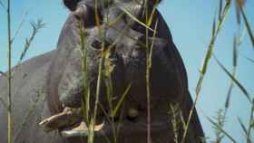 Fotograma de la película 'Pepe', sobre el hipopótamo de Pablo Escobar.