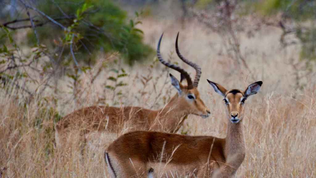 Ejemplares de impala, Parque Nacional de Etosha, Namibia.