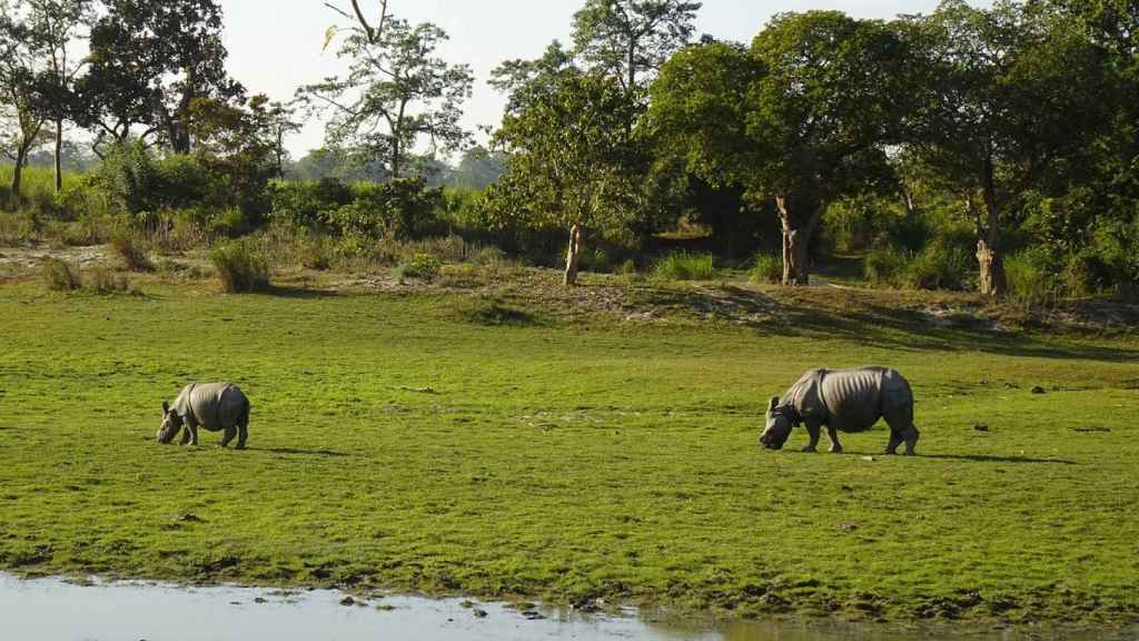 Rinocerontes en Nepal.