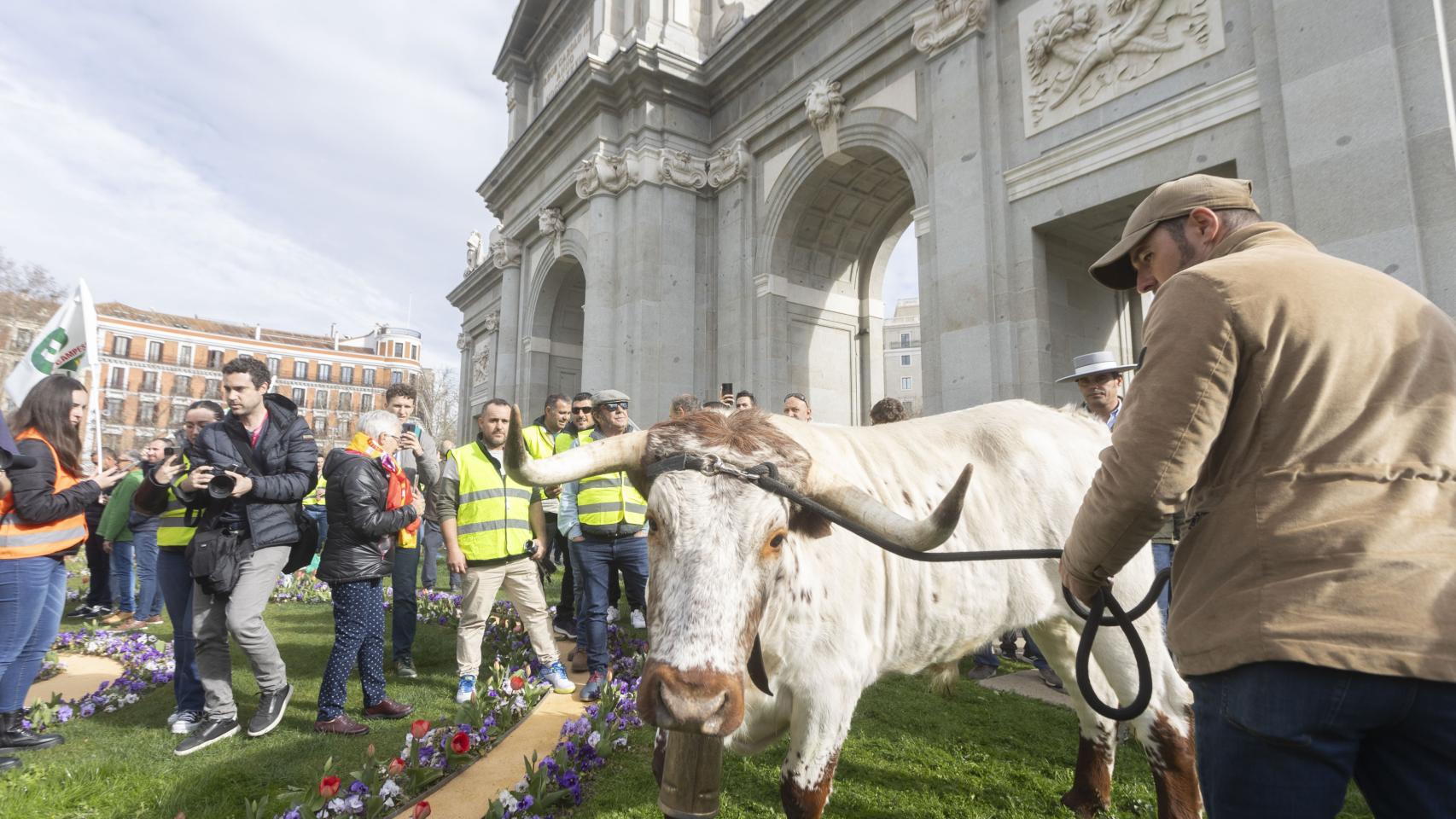 Un buey frente a la Puerta de Alcalá