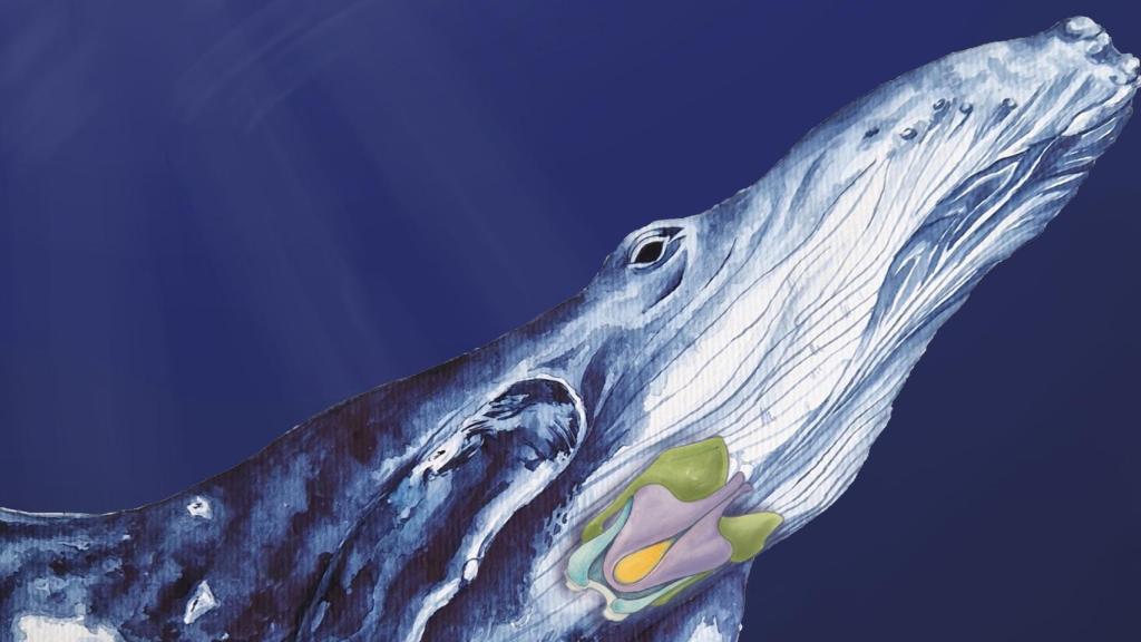 Los músculos de la laringe que permiten cantar a las ballenas. Patricia Jaqueline Matic