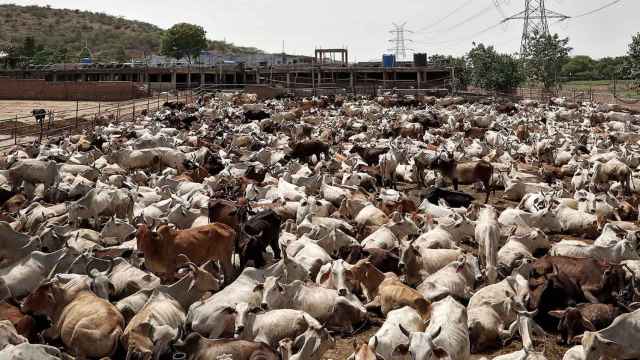 Vacas hacinadas en una 'gaushala', o refugio de ganado, en la ciudad de Barsana.