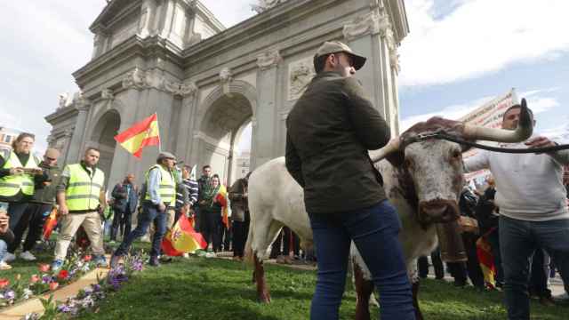 Una vaca en la manifestación de agricultores en la Puerta de Alcalá.