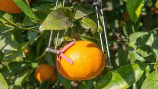 El invento contra la sequía que revoluciona el campo y ya usan en Marruecos: mide cada fruta para regar mejor