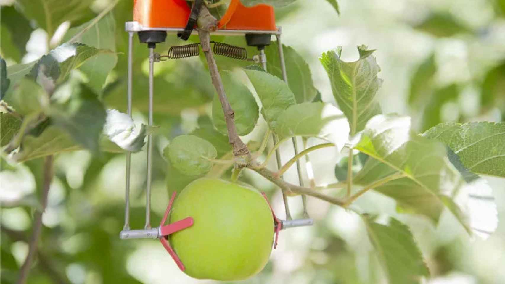 Sensor controlando el crecimiento de una manzana