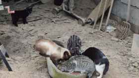 Gatos en una de las colonias detectadas en Mos.