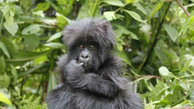 Chimpancé en el Parque Nacional del Bosque de Kibale, Uganda.