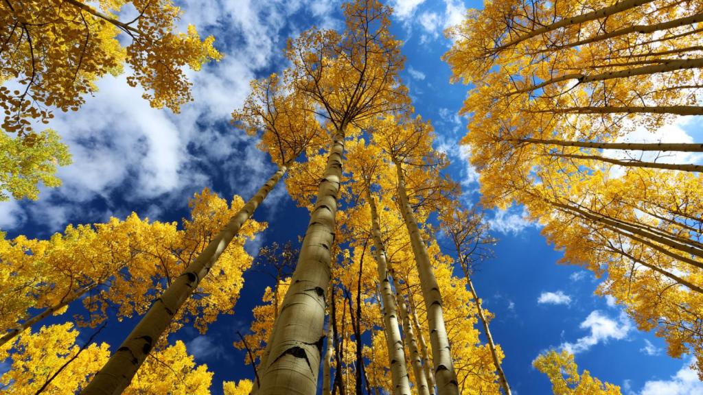 Álamos temblones mirados desde abajo.
