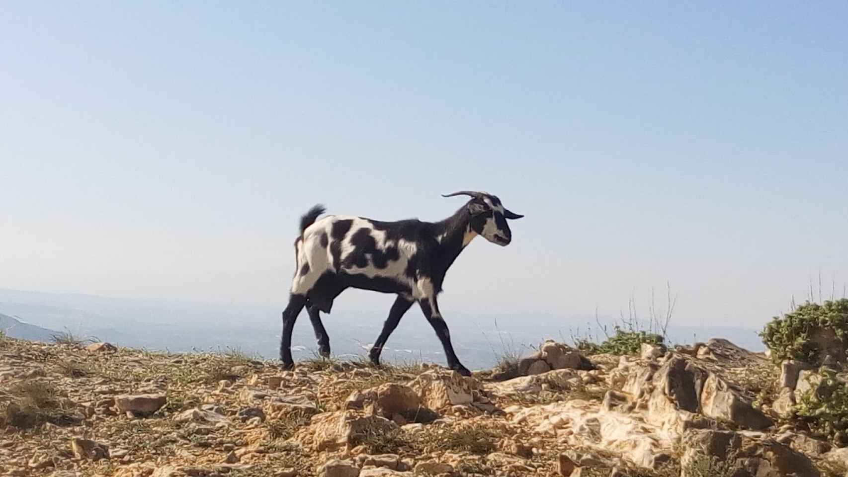 Una cabra montañesa en la Sierra de Callosa.