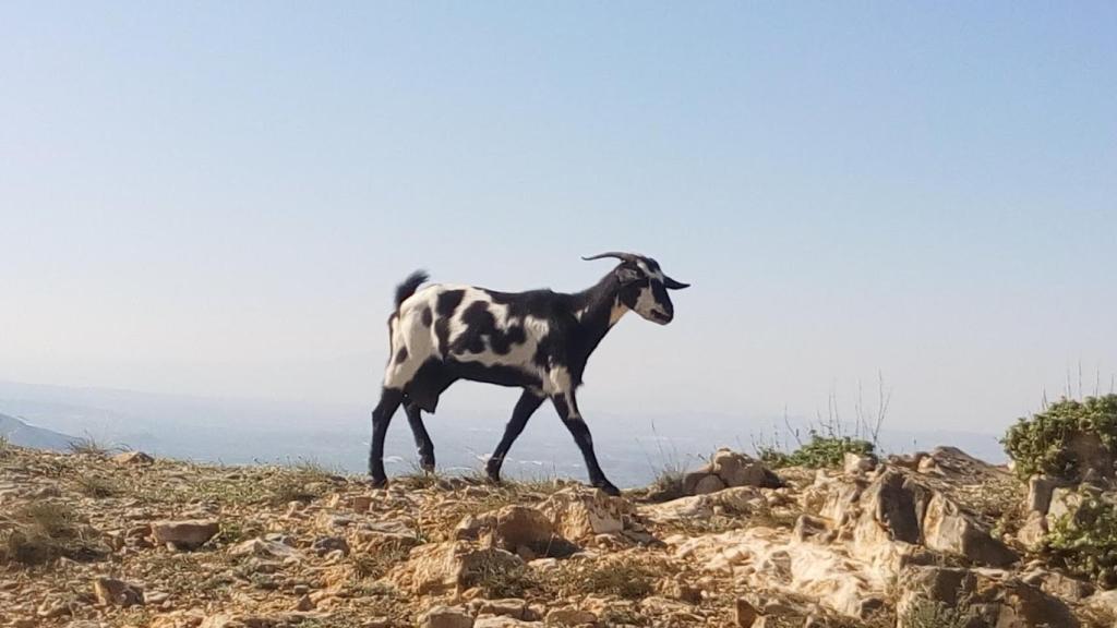 Una cabra montañesa en la Sierra de Callosa.