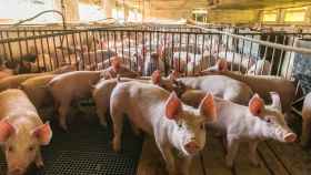 El uso indiscriminado de antimicrobianos en animales de granja representa un grave problema de salud pública.