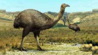 El ave elefante que vivió en Elche hace 5 millones de años, 'megapájaros' de 3 metros de altura y 400 kg