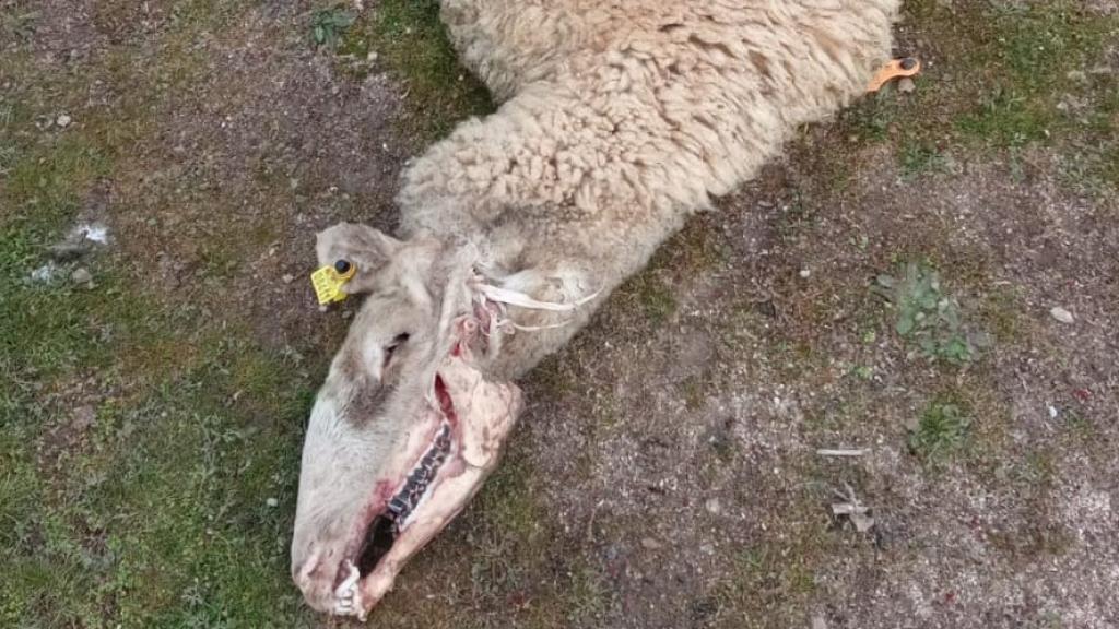 Oveja muerta en la comarca de Ledesma por un ataque de buitres
