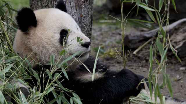 Uno de los cinco ejemplares de oso panda gigante que viven en el zoológico de Madrid.