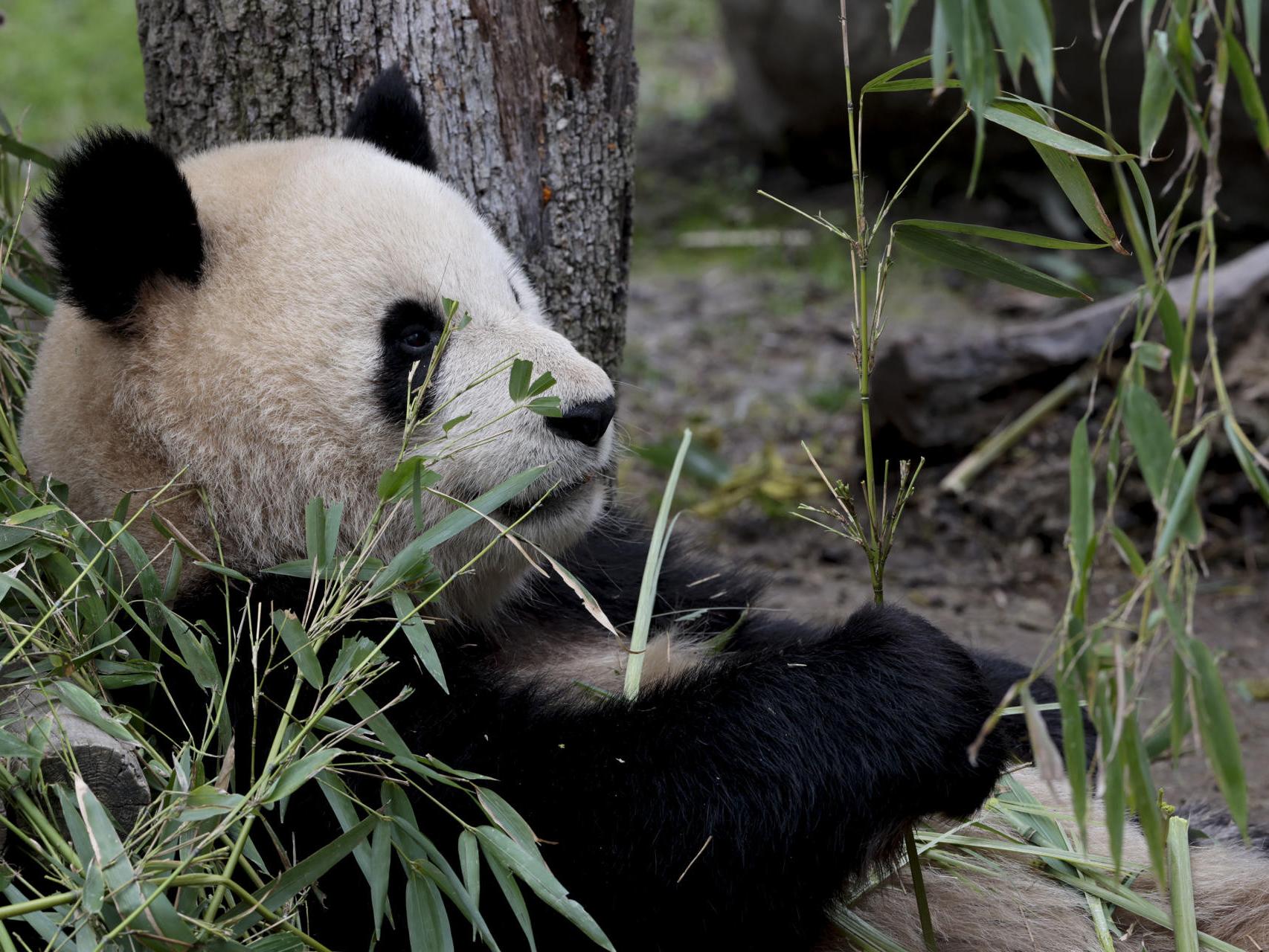 Los osos pandas volverán a casa: ¿está China cambiando su estrategia  diplomática?