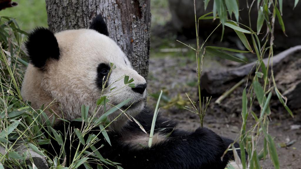 Uno de los cinco ejemplares de oso panda gigante que viven en el zoológico de Madrid.