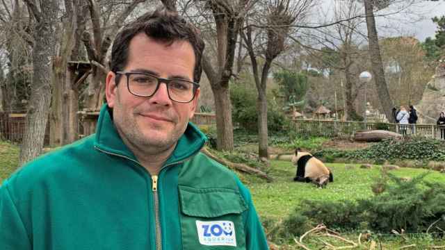 Alejandro Cabrera, uno de los cuidadores de osos panda gigantes en el Zoo de Madrid.
