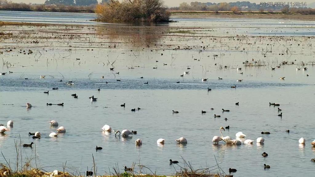 Tablas de Daimiel.